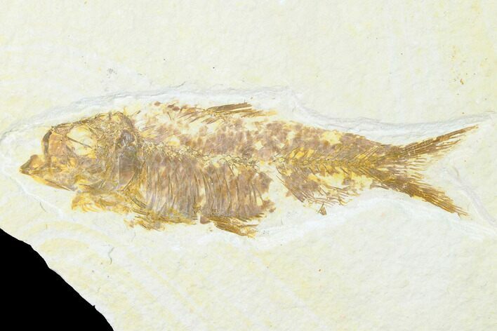 Fossil Fish (Knightia) - Wyoming #143465